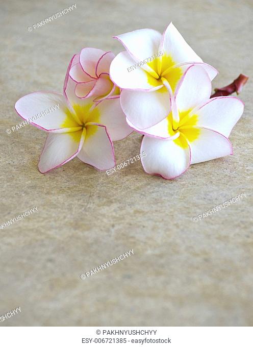 flowers frangipani on marble background