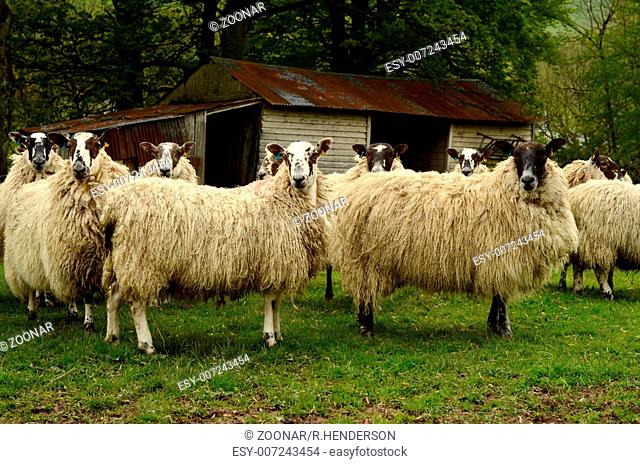 Farming Image Of Sheep By A Barn In A Field