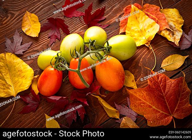 A studio photo of ripening roma tomatoes and autumn leaves