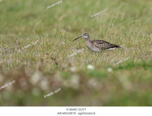 Worn adult Eurasian Whimbrel (Numenius phaeopus) in autumn plumage standing in a green meadow in Friesland in the Netherlands
