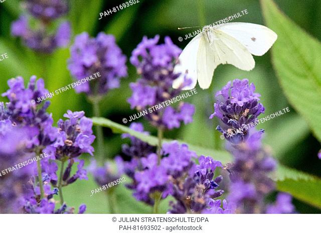 A cabbage white butterfly sits on lavender blossoms in a garden in Sehnde, Germany, 01 July 2016. Photo: Julian Stratenschulte/dpa | usage worldwide