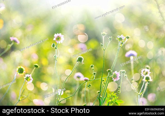 Sunny day on the flowers meadow. Beautiful natural background