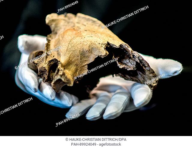 A model of the skull of a sabre toothed tiger on display as part of a special exhibition entitled 'The Ice Age Hunter: The Deadly Danger of Sabre Toothed...
