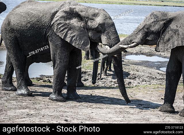 African elephants (Loxodonta) after their mud baths. Chobe National Park, home to the largest concentration of elephants in Africa. Botswana, Africa