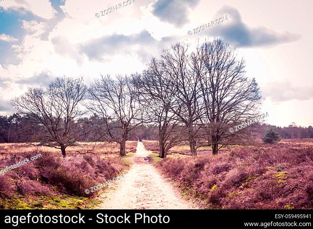 Landscape Wolfhezer heath nature momument area in Gelderland, Netherlands