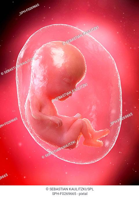 Foetus at week 13, computer illustration