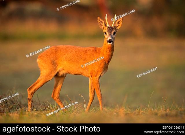 Roe deer, capreolus capreolus, buck in summer. Wild animal with space around approaching. Wildlife scenery of mammal walking on a meadow with flowers