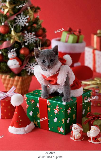 Russian Blue Kitten and Christmas