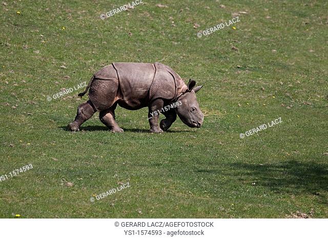 Indian Rhinoceros, rhinoceros unicornis, Calf walking on Grass