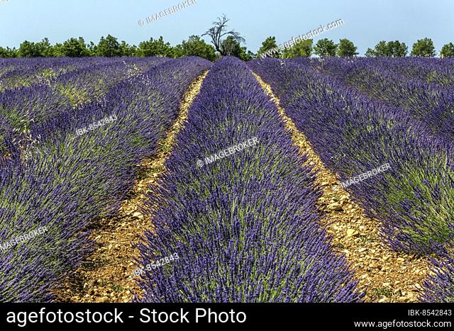 Lavender field, flowering true lavender (Lavandula angustifolia), Puimoisson, Plateau de Valensole, Provence, Provence-Alpes-Cote d Azur, South of France