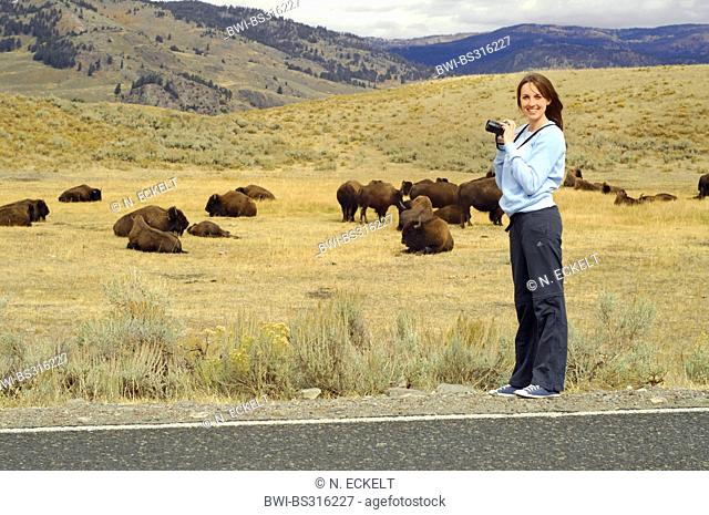 American bison, buffalo (Bison bison), young woman taking pictures of a herd of buffalo in the Lamar Valley, USA, Yellowstone National Park
