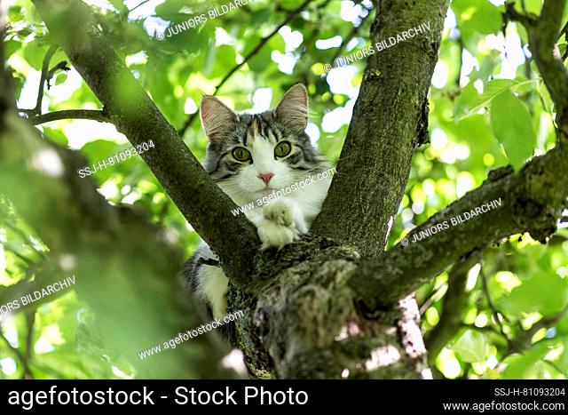 Norwegian Forest Cat. Adult cat kitten in the fork of a tree