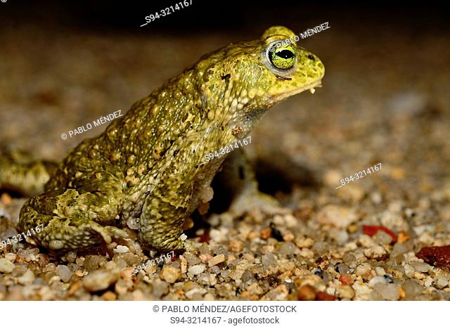 Natterjack toad (Epidalea calamita) in Valdemanco, Madrid, Spain