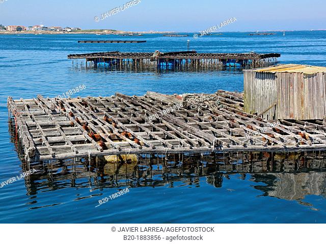 Cultivation of mussels, semi-submerged platform Batea marine cultivation, O'Grove, Ria de Arousa, Pontevedra province, Galicia, Spain