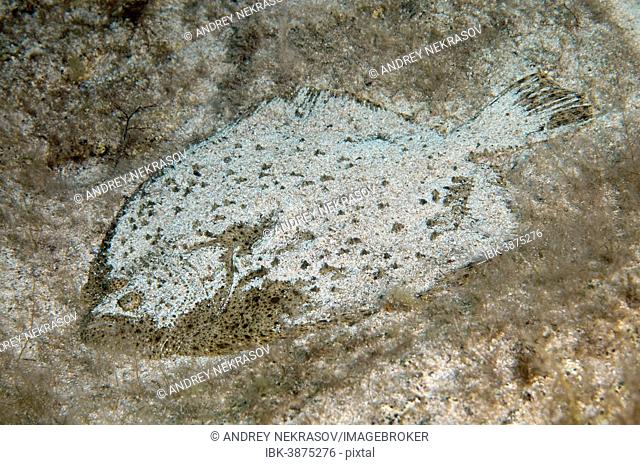 Black-Sea Turbot (Scophthalmus maeoticus), Black Sea, Crimea, Russia