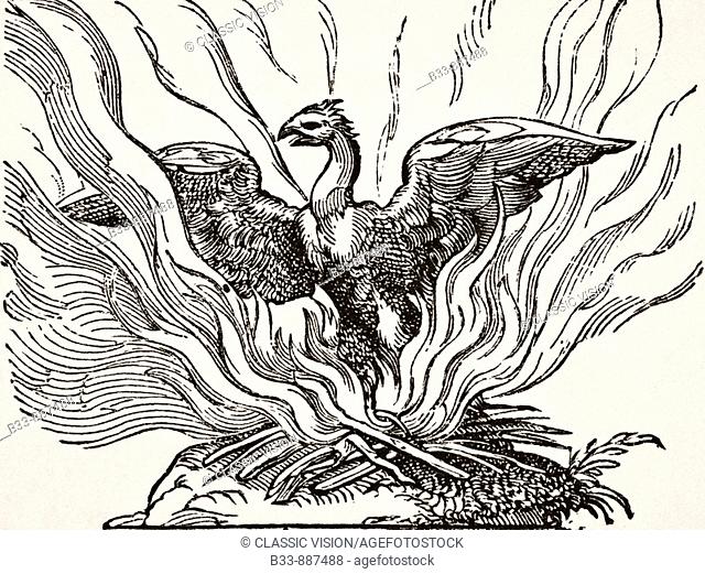 The Phoenix rising from his ashes from 17th century wood engraving From Science and Literature in The Middle Ages by Paul Lacroix published London 1878