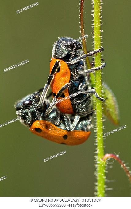 Close up view of two Leaf Beetle (Lachnaia paradoxa) mating