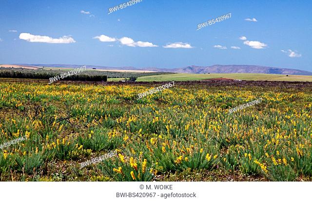 blooming Lebeckia at the high plain, South Africa, Western Cape, Bontebok National Park, Swellendam