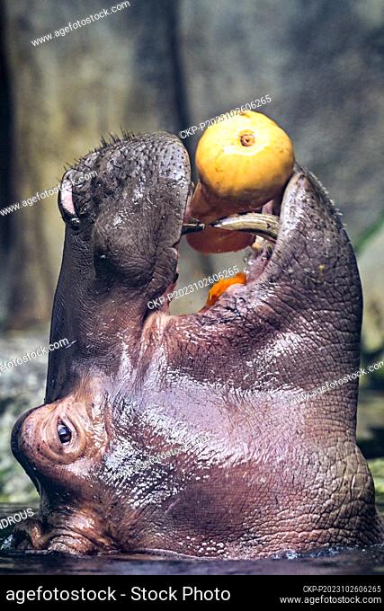 Pumpkin feast for hippos in Prague Zoo, Czech Republic, October 26, 2023. (CTK Photo/Roman Vondrous)