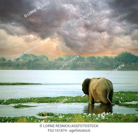 Lone elephant walking into water. Mana Pools National Park. Zimbabwe
