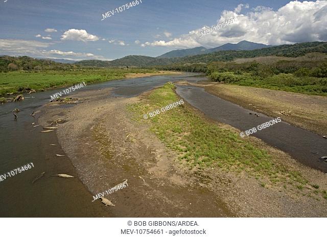 View of the Tarcolis river, with Carara National Park beyond, and American crocodiles on the banks (Crocodylus acutus)
