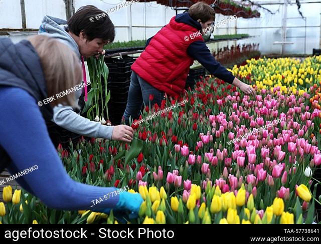 RUSSIA, ROSTOV REGION - MARCH 7, 2022: Workers harvest tulips in a greenhouse run by the OOO Talan company in the village of Olginskaya, in southwest Russia