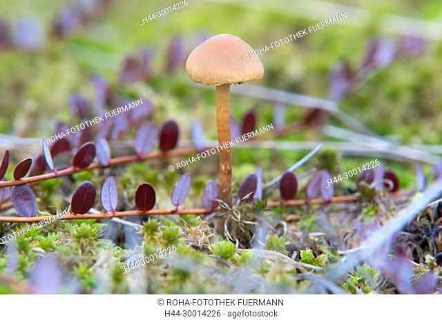 Herbst in Schönramer Moor - Lacktrichterling - (Laccaria laccata)