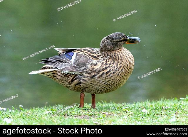 A duck romps in the water. She flaps her wings and splashes water around