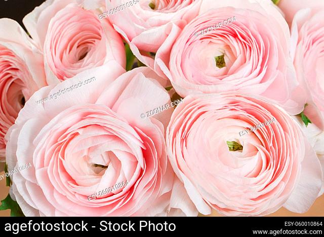 beautiful bouquet buttercup in a glass vase on white background. colorful color mix flower