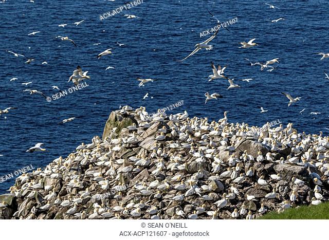Overview bird breeding colony, Northern Gannet, Morus bassanus, Cape St. Mary's ecological reserve, Newfoundland, Canada
