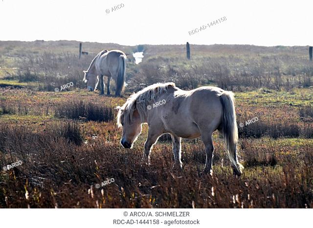 Pferde, Salzwiese, Juist, Nationalpark Niedersaechsisches Wattenmeer, Juis, Ostfriesische Insel, Niedersachsen, Deutschland