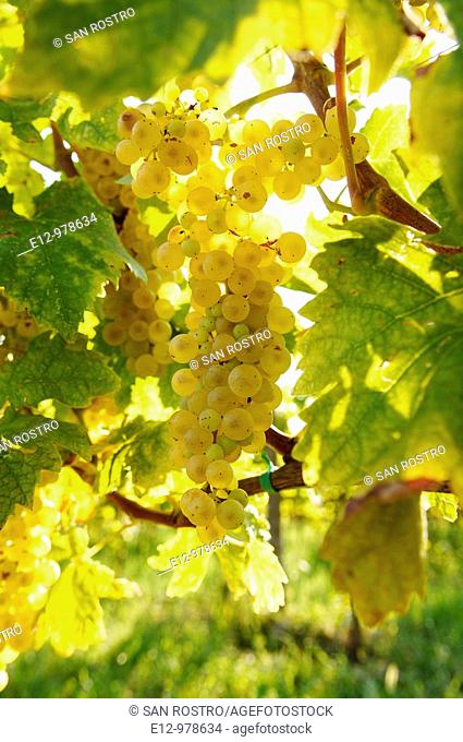Italy, Venice, Orto : First Wine made In Venice, Sant Erasmo Island  Harvest in malvasia vineyards