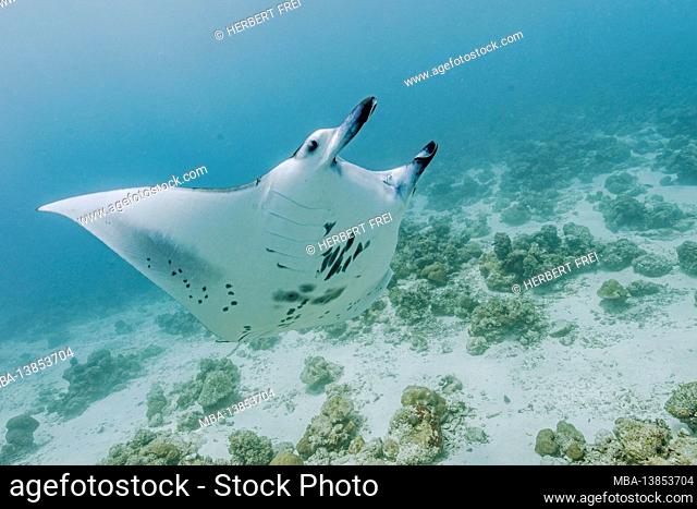Giant manta ray (Mobula birostris, Syn .: Manta birostris), a type of ray from the family of devil rays, manta rays are the largest rays in the oceans