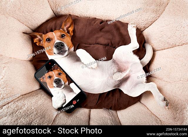 jack russell terrier dog resting upside down on his bed taking a selfie with smartphone, tired and sleepy