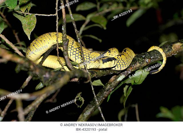 Sri Lankan Pit Viper, Ceylon Pit Viper, Sri Lankan Green Pitviper or Pala Polonga (Trimeresurus trigonocephalus) resting on the branches of trees