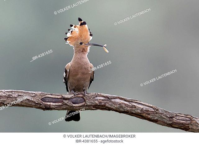 Hoopoe (Upupa epops) with worm on branch, Middle Elbe Biosphere Reserve, Saxony-Anhalt, Germany