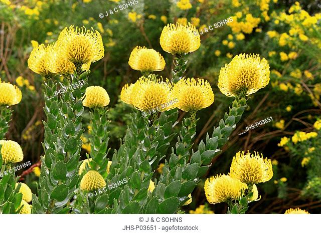 Pincushen, Leucospermum species, Kirstenbosch Botanical Garden, Cape Town, South Africa, Africa, blooming
