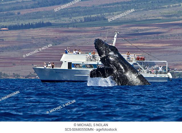 Adult humpback whale Megaptera novaeangliae breaching near commercial whale watching boat in the AuAu Channel between the islands of Maui and Lanai, Hawaii, USA