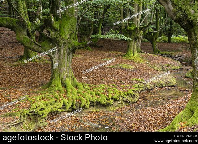 Otzarreta beech forest, fagus Sylvatica, Gorbeia natural park, Alava- Vizcaya, Euzkadi, Spain