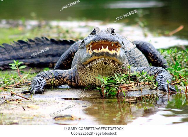 Alligator in the Myakka River State Park, Florida, USA