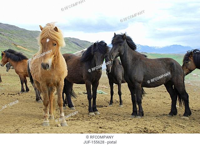 Icelandic horses - herd standing on a meadow