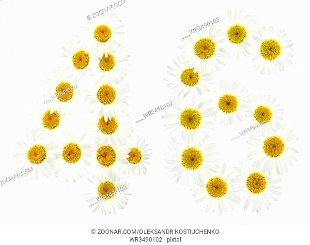 Arabic numeral 46, forty six, from white flowers of chamomile, isolated on white background