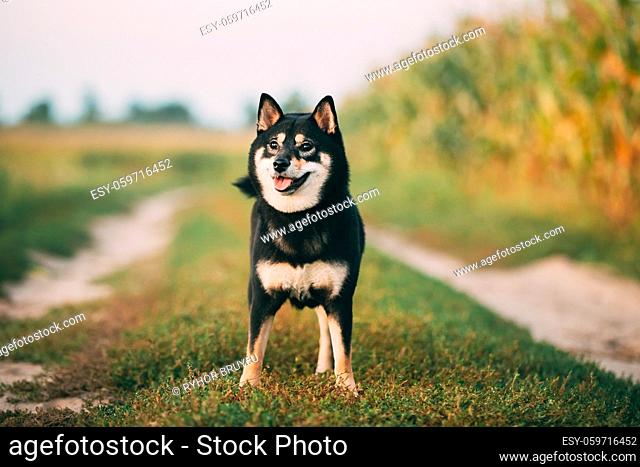 Beautiful Funny Young Black And Tan Shiba Inu Dog Outdoor In Countryside Road