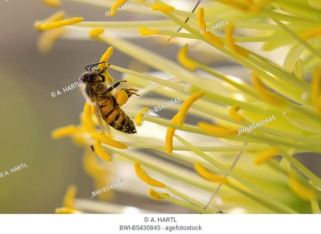 hive bees (bumble bees, honey bees, and orchid bees) (Apidae), collects pollen of a agava, USA, Arizona