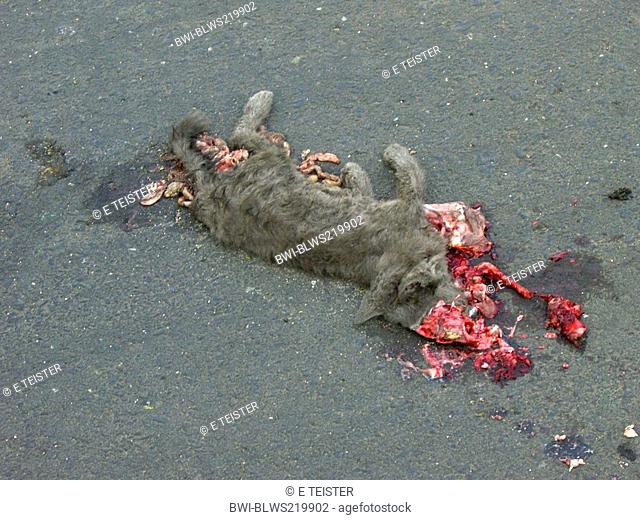 roadkill cat, Panama, Colon