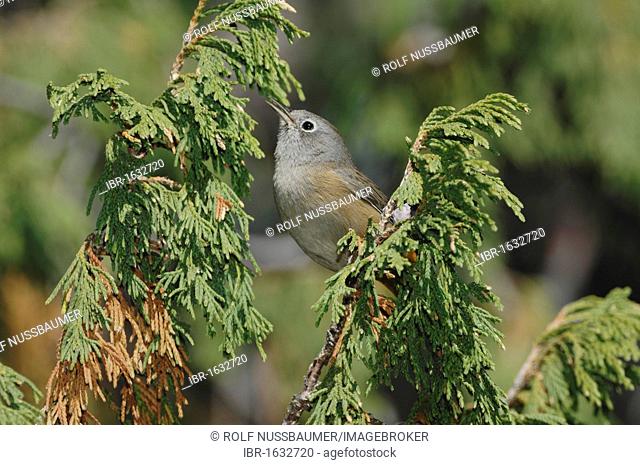 Colima Warbler (Vermivora crissalis), adult, Chisos Mountains, Big Bend National Park, Chihuahuan Desert, West Texas, USA