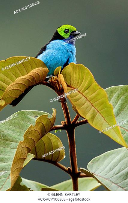 Paradise Tanager (Tangara chilensis) perched on a branch in Manu National Park, Peru