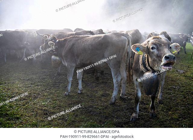 11 September 2019, Bavaria, Bad Hindelang: Cows crowd in the fog of their own sweat at the separating point. At the cattle shelter in Bad Hindelang