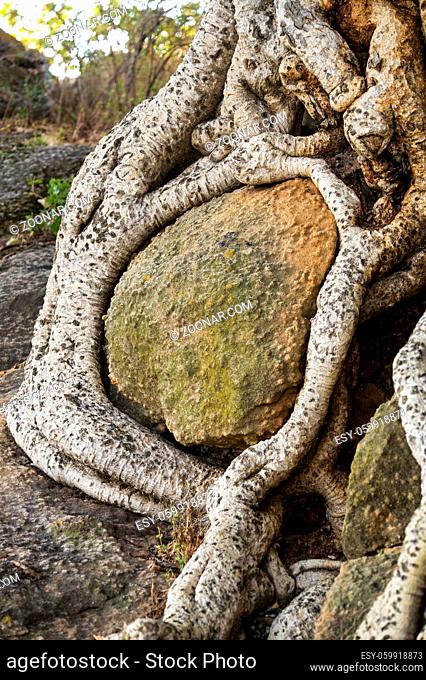 Wurzeln eines Sykomore Baums umschlingen einen Felsblock, Tigray, Äthiopien / Roots of Sycomore entwined around a boulder, Tigray, Ethiopia