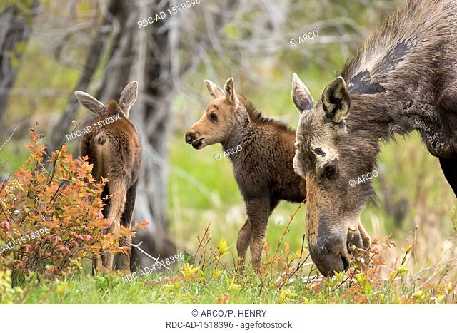 American moose, Mother and one month old calves, Alces americanus, Forillon national park, Quebec, Canada